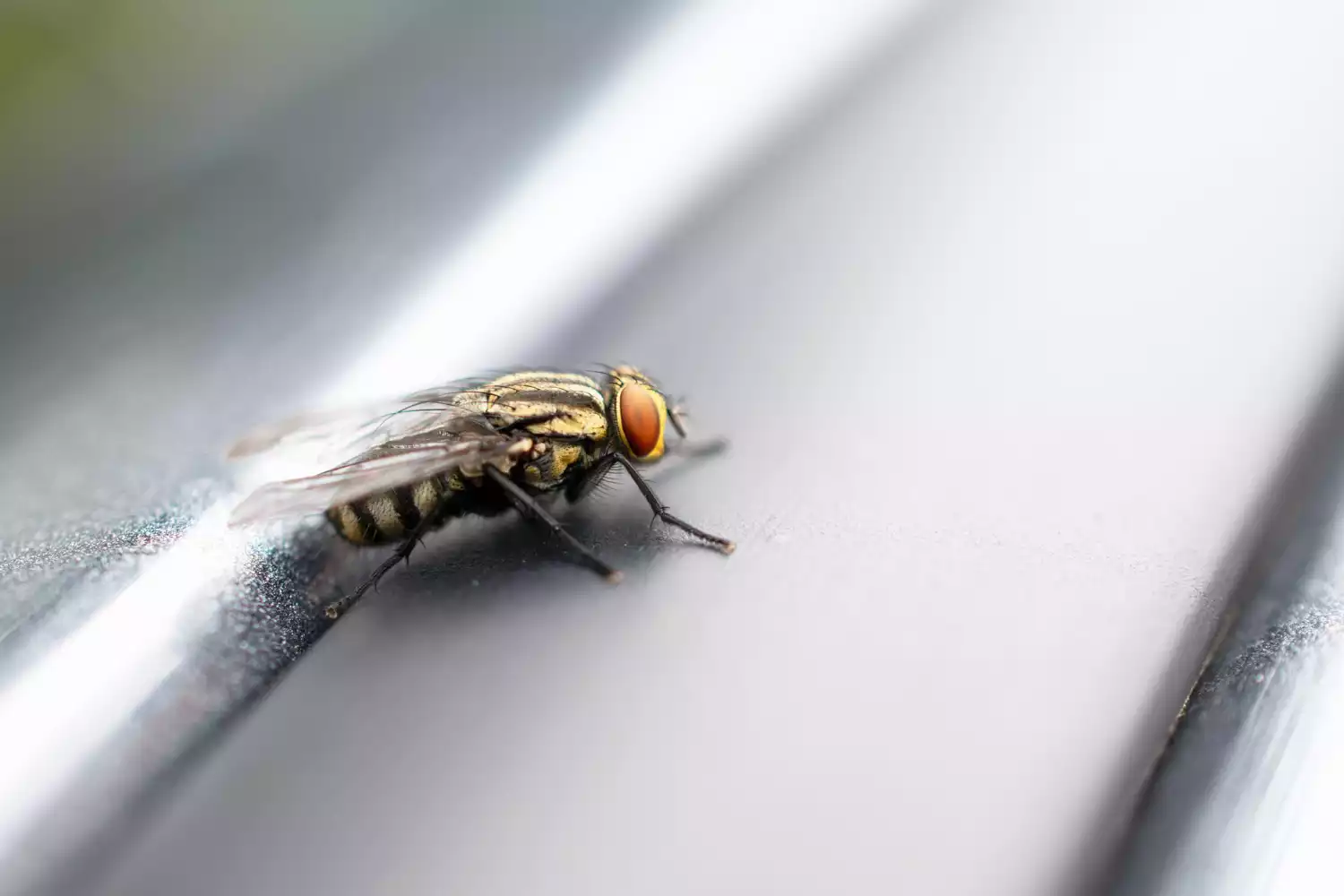 Comment gérer un nid de mouches dans les combles ?