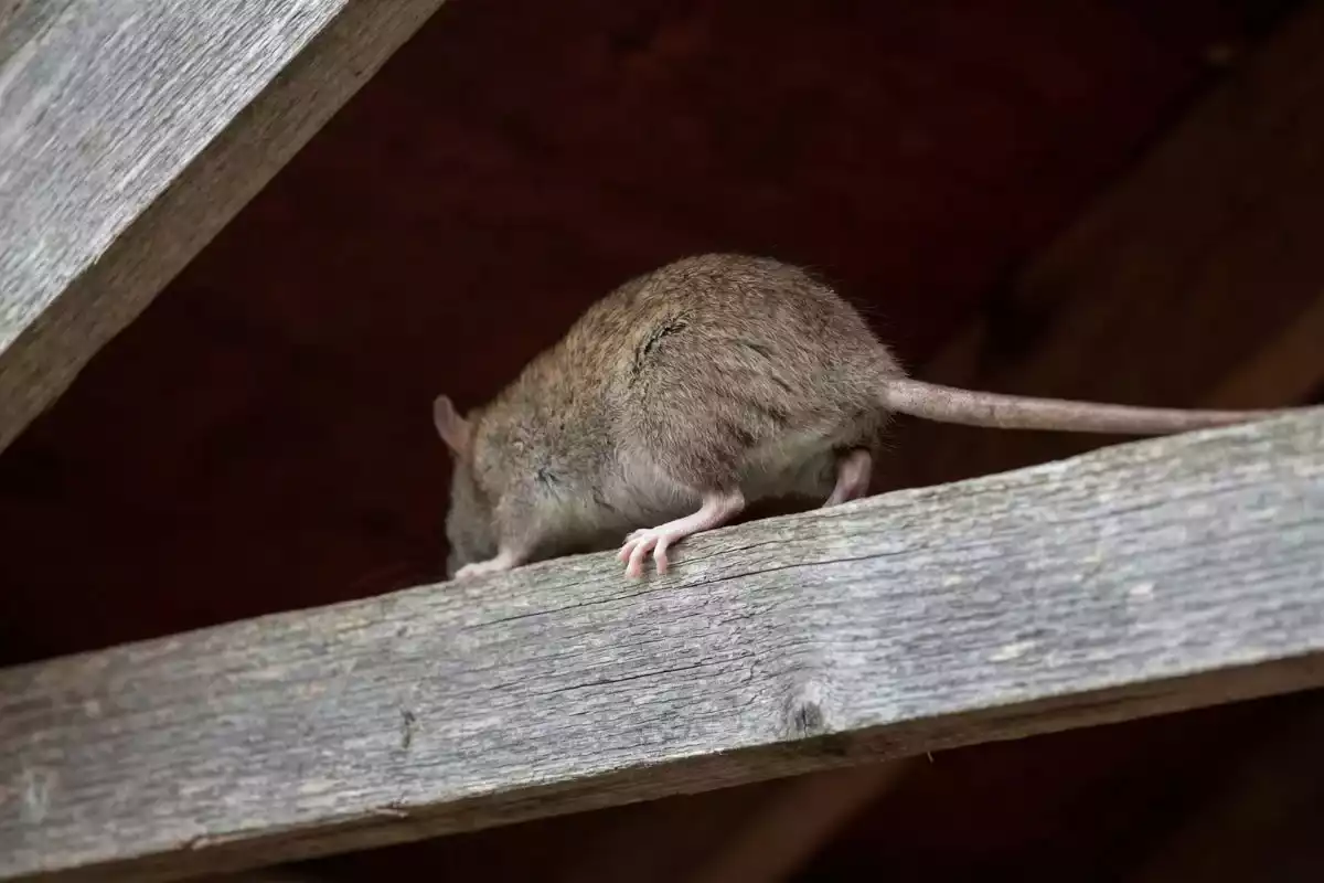 Bruit de rat sous la toiture : comment confirmer et traiter le problème durablement ?